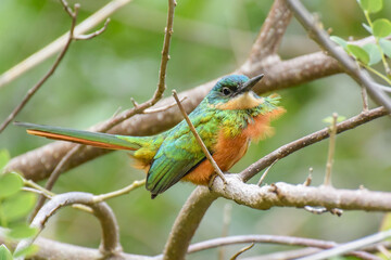 A brightly colored and fluffed up Rufous-tailed Jacamar sitting up on a small branch in scrubby woodland in eastern Tobago
