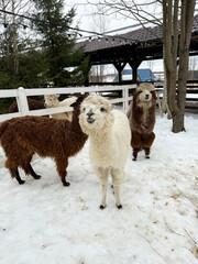 White and brown alpacas in a zoo enclosure or on a farm. Sociable animals in a petting zoo