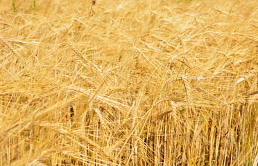 A vast field of golden wheat ready for harvest wheat field background