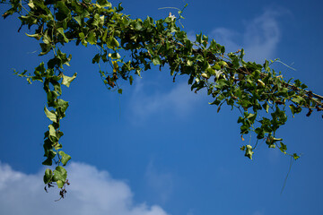 View looking up at a curved branch with green leaves against a blue sky with clouds. Represents nature and sky.

