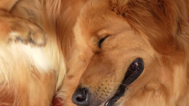 Close-up of a golden retriever using its hind leg to scratch its head 