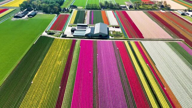 Experience the breathtaking expanse of tulip fields in the Netherlands during spring. Bursts of color fill the landscape as rows of tulips bloom, celebrating natures beauty and artistry.