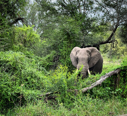 elephant in the safari