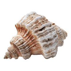 Seashell with natural texture and colors evokes summer vacation and cruise vibes for relaxing beach atmosphere