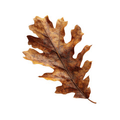 Fototapeta premium Single Dried Brown Oak Leaf on Green Screen Transparent background