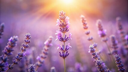 Naklejka premium A Field of Lavender Blossoms Bathed in the Warm Golden Light of Sunrise