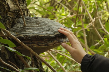 Woman's hand touching an Artist’s Bracket fungus