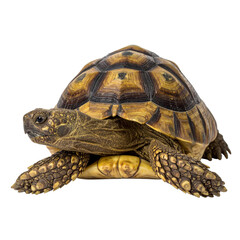 Obraz premium A tortoise with a patterned, dome-shaped shell and scaled legs is shown crawling forward.
