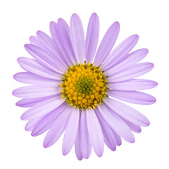 A purple daisy flower with a yellow center and delicate petals radiating outward.