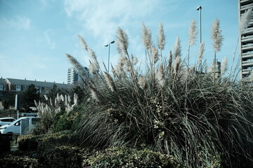 A highly detailed photo of a large bush of grass in front of a building with artistic lighting....