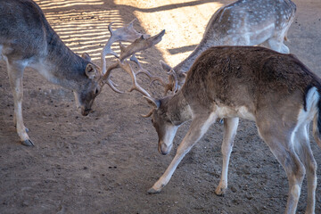 Nahaufnahme von Damwild in einem offenen Tierpark