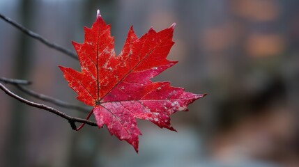 Vibrant Red Maple Leaf Captured in Algonquin Park, Ontario â€“ A Closeup of Nature's Beauty in Daylight