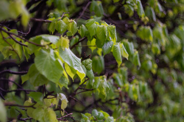 Lush green leaves on branches with rain drops in a natural garden setting