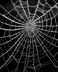 Fototapeta premium Authentic Frosted Spider's Web Elegantly Isolated on Dark Backdrop