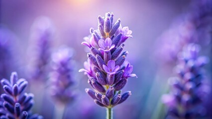 Obraz premium A Close-Up View of Delicate Purple Flowers in a Field, Showing Intricate Details and Soft Focus Background