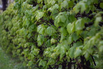 Lush green hedge in springtime garden landscape