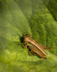 Heuschrecke