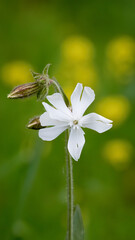 Seifenkraut