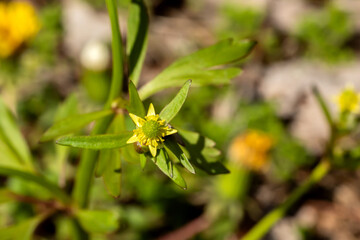 A tiny yellow flower of a small flowered buttercup blooms on a spring day in Iowa, macrophotography. 
