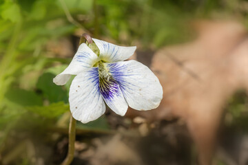 White wild violet flower blooming on a woodland floor in early springtime, macro photo. 