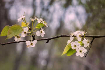 cherry blossom in spring with bokeh background, close up photo