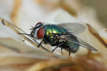 Closeup on a metallic green colored Lucilia sericata