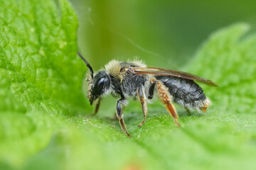Closeup on a female Red-tailed mining bee, Andrena haemorrhoa resting on a green leaf
