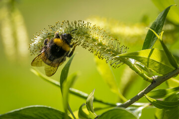 Nahaufnahme einer Hummel auf Blüten © Johannes