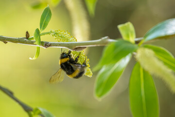 Nahaufnahme einer Hummel auf Blüten © Johannes