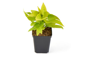 Green Ornamental Plant in Plastic Pot, isolated on white background.