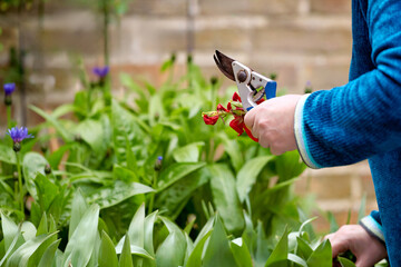 Person wearing a blue long-sleeve shirt trims red flowers with pruning shears in a lush green garden, brick wall in background, gardening scene, nature, careful hands, focused, delicate petals