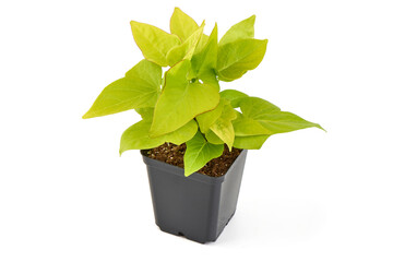 Green Ornamental Plant in Plastic Pot, isolated on white background.
