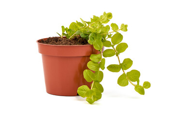 Creeping Jenny (Lysimachia nummularia) in a flower pot, isolated on white background.