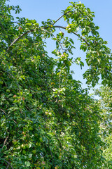 Green Apples on a Lush Apple Tree harvest