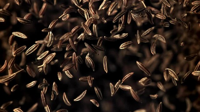 Cumin flies up and down. Filmed on a high-speed camera at 1000 fps. High quality FullHD footage