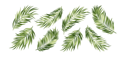 Vector Illustration Background Showing a Set of Green Tropical Palm Leaves Arranged Individually, Vibrant Colors and Detailed Design on a Clean White Backdrop for Natural-Themed Concepts © vik_y
