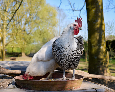 Two chickens (Leghorn and Braekel) stand on a round metal tray; one white chicken pecks at the tray, while the speckled black-and-white chicken stands upright with a red comb. 