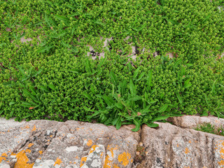 Obraz premium Top down view on a green grass which looks like a forest with exotic trees and mountain. Nature scene.