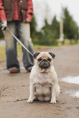 Obraz premium beautiful girl walking with a dog, pug