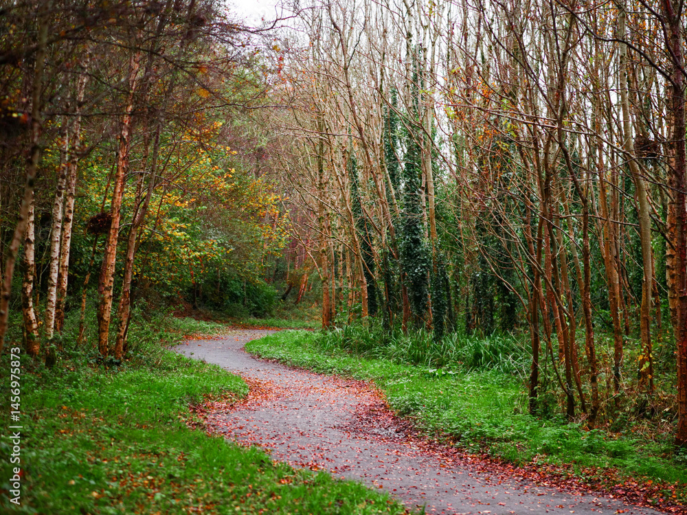 Wall mural a path through a forest with trees that are mostly green. the leaves on the trees are falling, and t