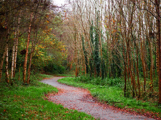 A path through a forest with trees that are mostly green. The leaves on the trees are falling, and the ground is covered in brown leaves. Fall or autumn season concept.