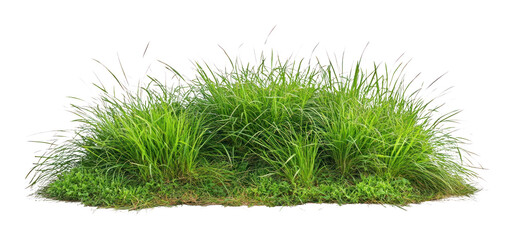 Fototapeta premium PNG Tall real green grass bushes vegetation background isolated.