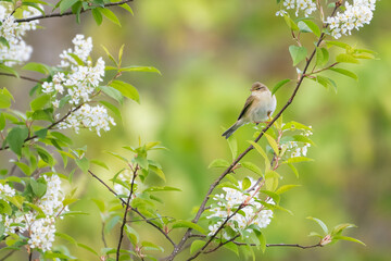 Willow warbler (Phylloscopus trochilus) amidst spring blossom. Beautiful British bird portrait. 