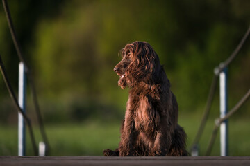 English Cocker Spaniel in a spring park