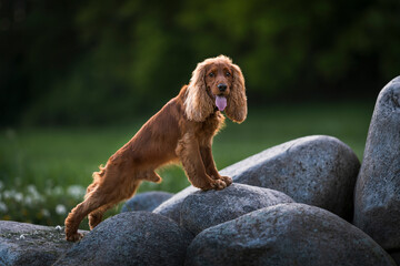 English Cocker Spaniel in a spring park