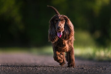English Cocker Spaniel in a spring park