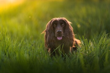 English Cocker Spaniel in a spring park
