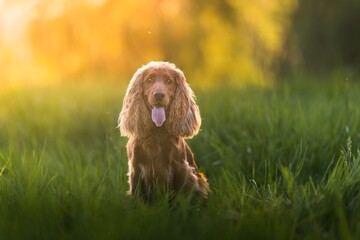English Cocker Spaniel in a spring park