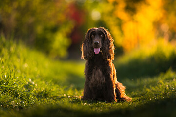 English Cocker Spaniel in a spring park