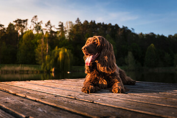 English Cocker Spaniel in a spring park